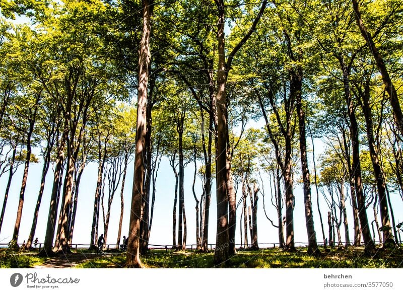 many trees and a forest Idyll Sunlight Tree trunk Germany Forest Ghost forest Mecklenburg-Western Pomerania Baltic coast Tourism Relaxation Vacation & Travel