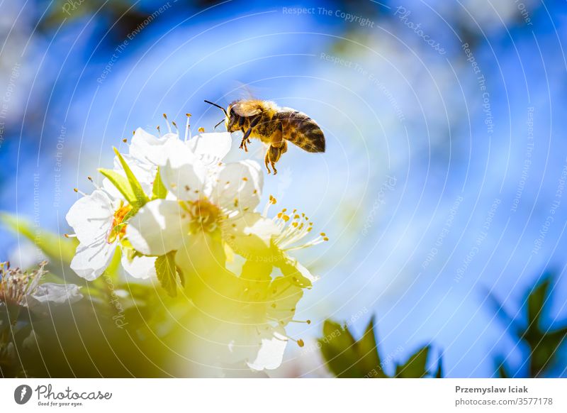 Close-up photo of a Honey Bee gathering nectar and spreading pollen on white flowers of white cherry tree. bee honey nature yellow insect macro blossom animal