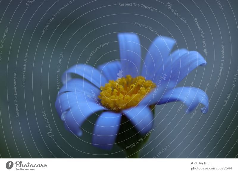 blue daisy flowers bleed soloist on one's own little flowers Australia Australian daisy spring Nature Daisy Blossoming Close-up Colour photo Exterior shot macro