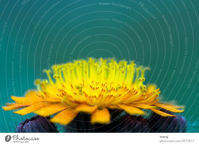 Open flowering of the orange red hawkweed orange hawkweed Hawkweed bleed blossom Plant Illuminate Yellow green spring Nature flowers Blossoming Orange