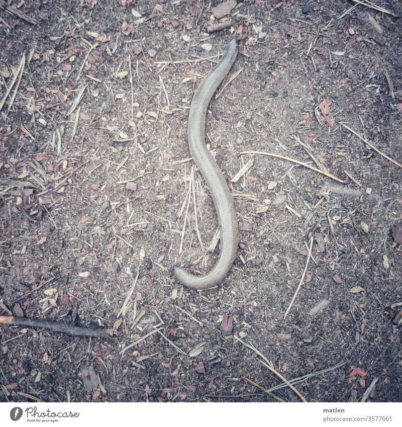 Slowworm without horizon Earth forest soils Slow worm curl Exterior shot Environment Day Nature Colour photo Shallow depth of field Deserted