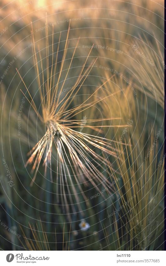 Barley ear at the edge of the field illuminated by the sun Barleyfield Grannen Cornfield grain Crops Field Immature Summer Agriculture field economy