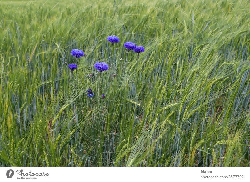 Wild cornflowers on a background of green spiky field abundance beautiful beauty bloom blooming blossom blue buds color colorful colour design display english