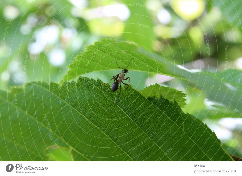 Black ant runs on a green leaf black animal anthill around brown close closeup colony forest grass group insect many natural nature running teamwork wild