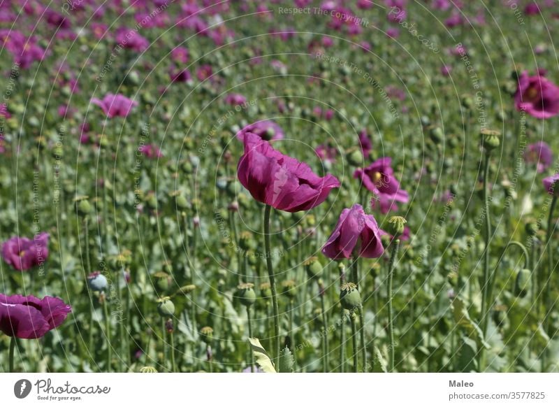 Field of red violett Poppy Flowers in Summer flower poppy beauty blossom color field garden meadow nature plant purple season spring summer background beautiful