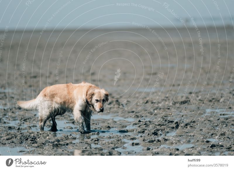 Dog in the mudflats - mudflat hiking tour at the North Sea Walk along the tideland Mud flats Low tide ebb and flow Beach Water Coast Sand Horizon Tide Ocean