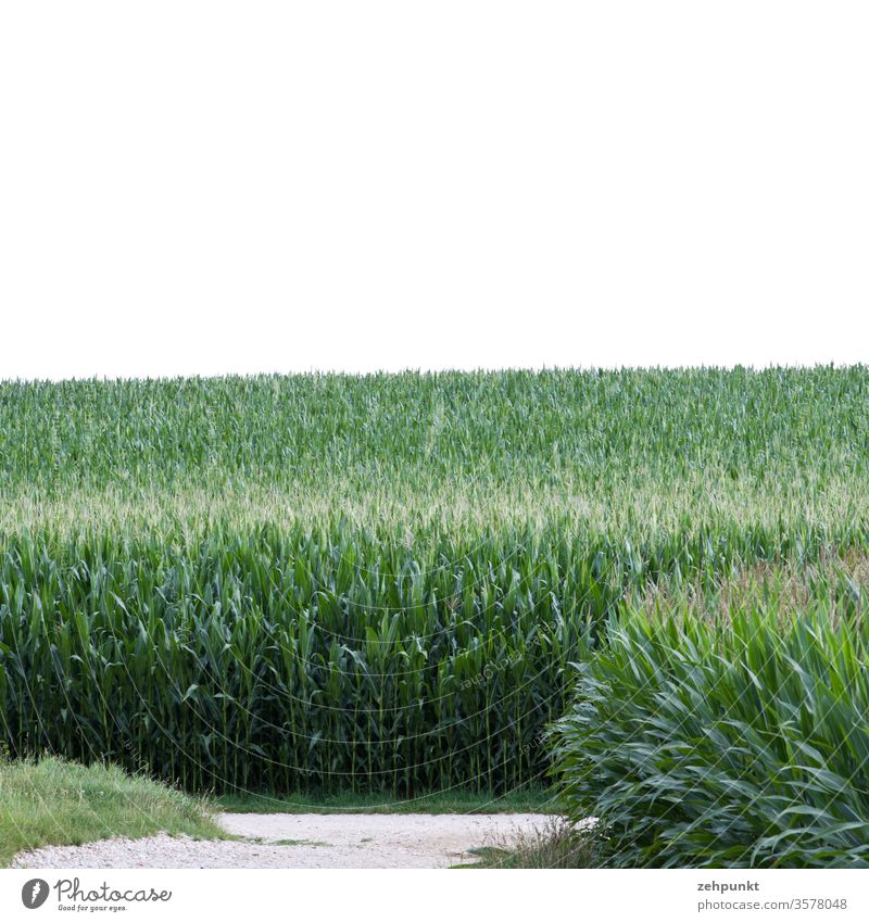 Two corn fields, one path t-crossing, white sky Maize Maize field Road junction green Agriculture Field Summer July White