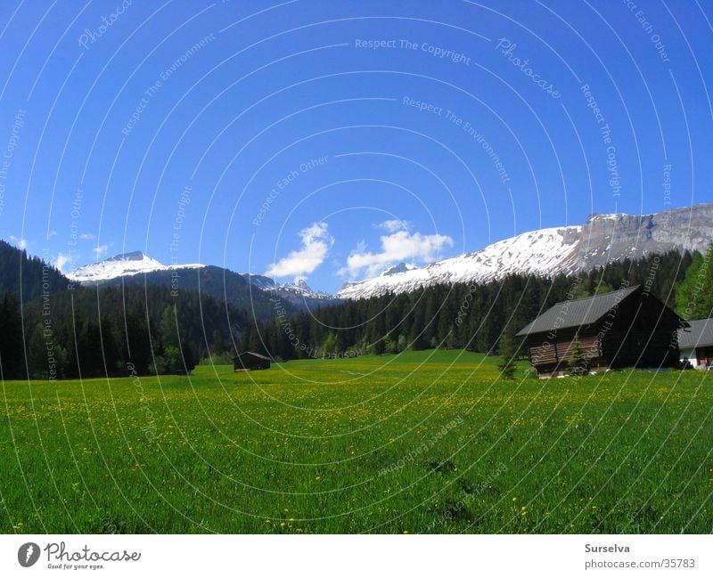 Spring in Flims Meadow Dandelion Switzerland Mountain Sun