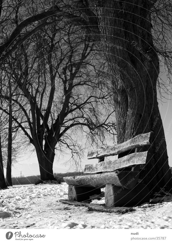 Moments of peace Tree Black White Relaxation Worm's-eye view Wood Bench Snow Sit