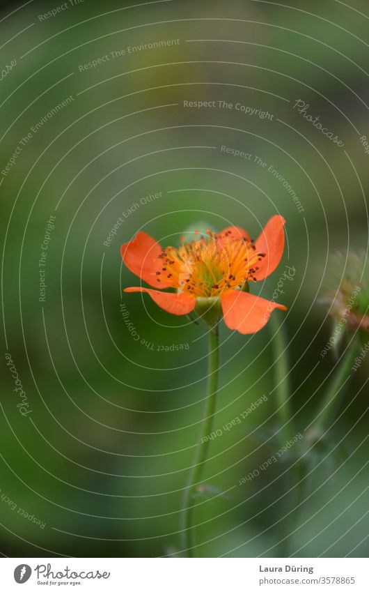 Small orange blossom surrounded by green Orange bleed Blossom leave Nature Close-up Detail Sweet Delicate Fine flora little flowers Pride Graceful strength Wild