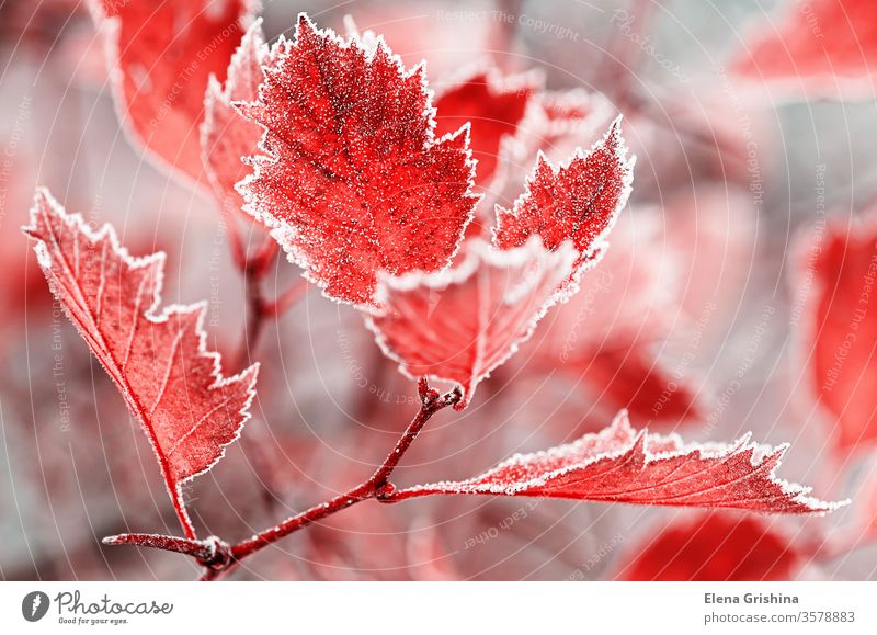 Background from bright leaves covered with hoarfrost. leaf frosty crystal morning autumn frost frozen foliage rime freeze branch frosted close-up november icing