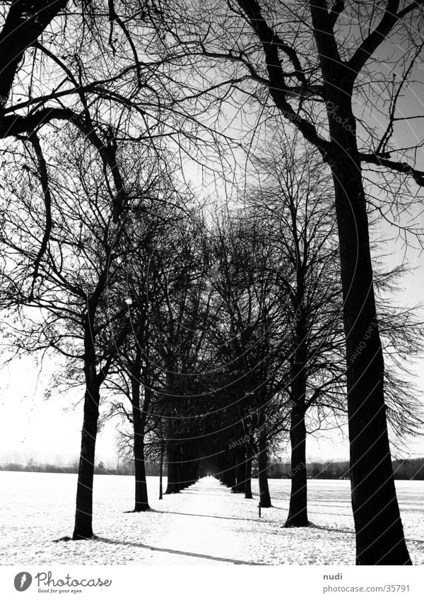 go on Forest Far-off places Black White Tree Horizon Lanes & trails Snow Sky