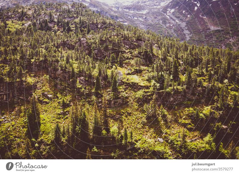 Forest in the mountains huts Mountain Moody green in the morning