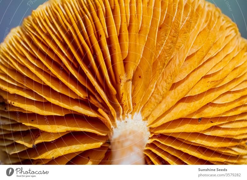 Close-up Mushrooms in a Pine Forest Plantation in Tokai Forest Cape Town mushroom fungus fungi wild pine forest orange brown needles mycology poisonous