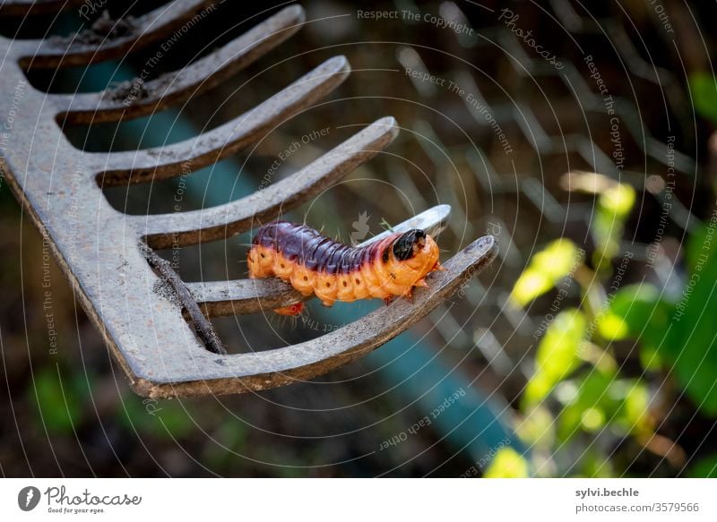 Willow moth discovered willow drill Caterpillar wood drill Insect Willow tree Garden Parasite Orange purple Rake Metal plants Animal fauna To feed food