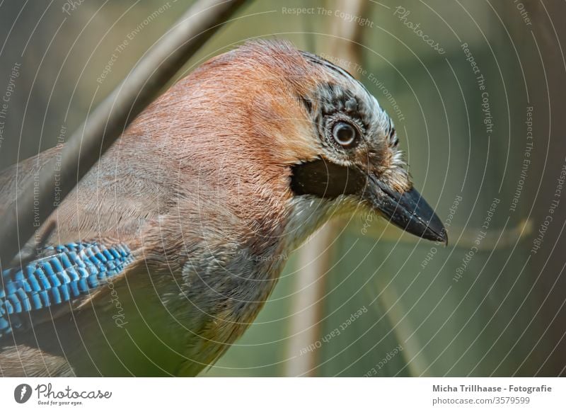 Portrait of a Jay Garrulus glandarius Animal face Head Beak Eyes Feather Grand piano Plumed birds Wild animal Nature Near Looking Sunlight Beautiful weather