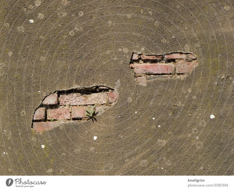 Large holes in the plaster on a brick wall, from which a small green plant grows Wall (barrier) Flake off Old bailer Dirty Plant Green plants Survive bricks