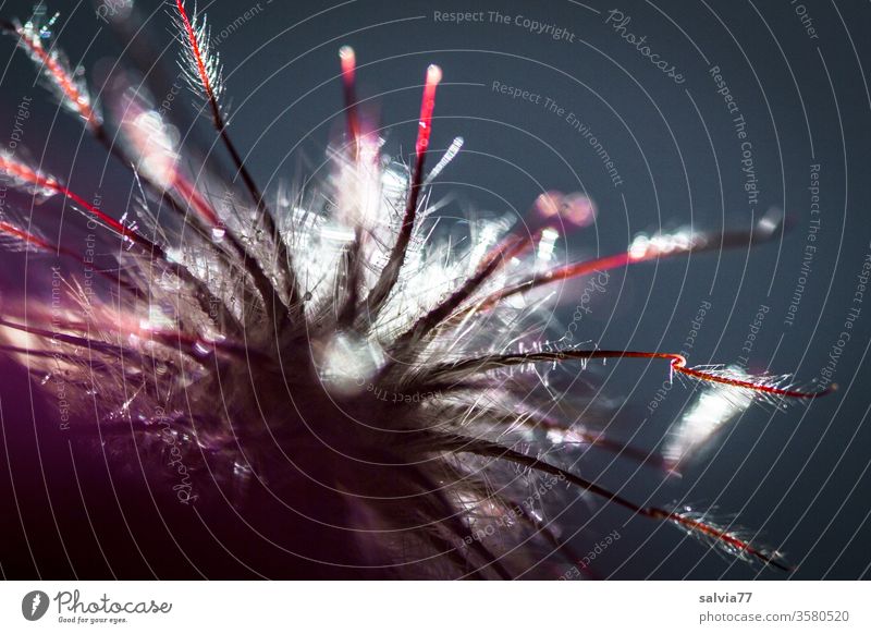 Fuzzy head backlit Plant seed stand Seed head carnation root pilous Back-light Tiny hair Bizarre Exceptional Macro (Extreme close-up) Contrast Close-up