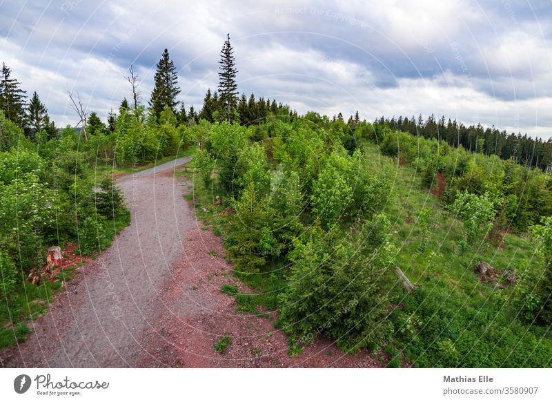 Thuringian Forest Forest path in the forest Nature Thueringer Wald Relaxation Environment green already Sky Beautiful weather Landscape Freedom Far-off places