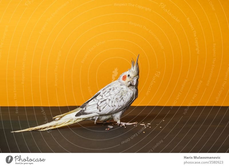 Female cockatiel parrot bird in studio on orange background 3 month old animal avian beak beautiful beauty bird food bird pets birdie branch brown cockatoo