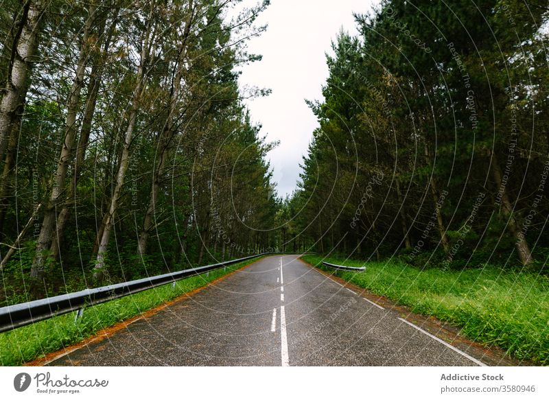 Wet asphalt road through forest roadway woods tree cloudy sky tall wet hoces del esva valdes asturias spain nature empty green concrete cement scenic landscape