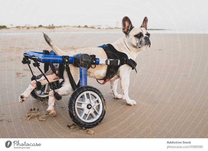 French Bulldog in wheelchair at seaside french bulldog beach coastline disable animal handicap domestic calm water seashore cute sand wet pet nature joy