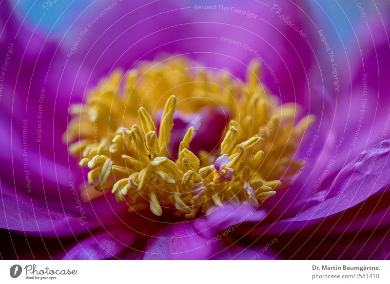 Peony flower, Paeonia officinalis, cultivar paeonia officinalis closeup Close-up Pink stamens