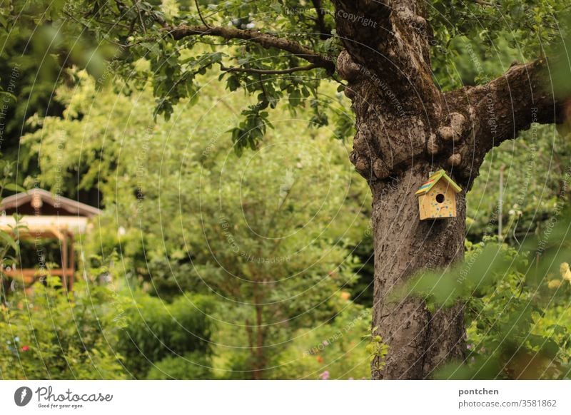 Small colourful painted bird house on a tree in the allotment garden . In the middle of nature, many green leaves. Green oasis aviary Garden plot hut Nature