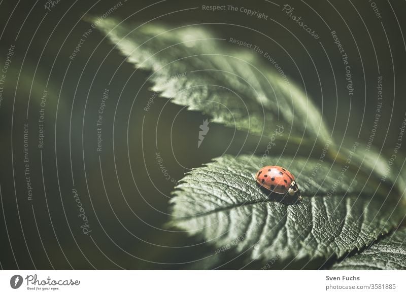 A red ladybird on a green leaf Ladybird flaked Insect Dull Nature fauna Red blunt macro background Animal Plant Close-up Butterfly Colour natural Summer