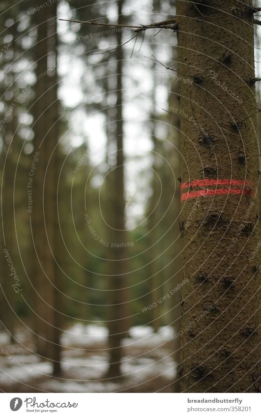 green mile Nature Plant Winter Tree Coniferous trees Forest Signs and labeling Line Testing & Control Colour photo Exterior shot Deserted