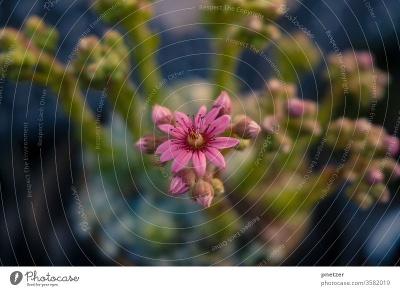 blossom bleed Rock garden Summer green Nature Plant flowers spring already natural Garden Close-up Pink pink