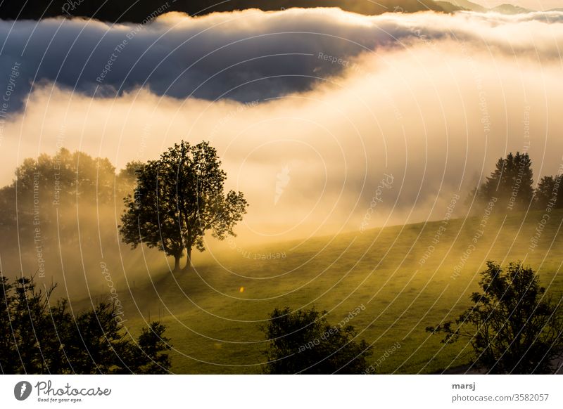 Misty start of the day with tree in the middle Start of day Fog Sunrise Dawn Smooth foggy Nature Landscape Morning Meadow Light Warm light Colour photo Contrast