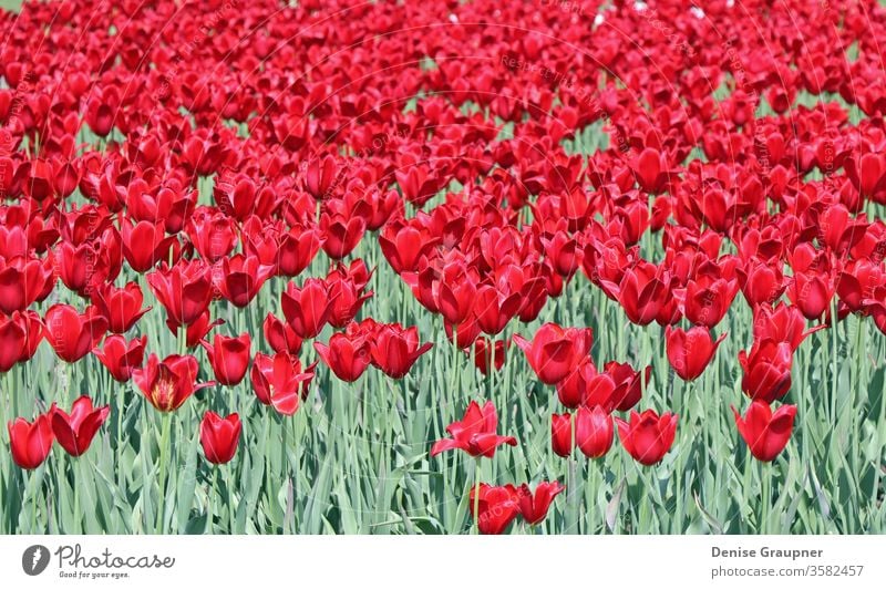 red Tulips in Saint Petersburg flower petersburg st garden green park saint spring tulip elagin russia floral nature plant europe summer tree color background