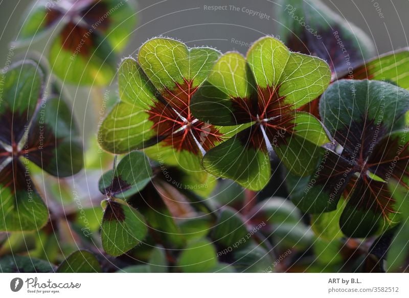 lucky clover green cloverleaves Cloverleaf four Four-leaved clover plant