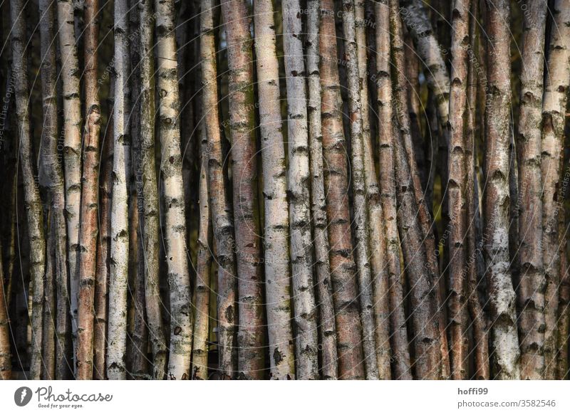 Birch trunks - ordered trunk to trunk birches birch trunk Birch tree Fence Fence post wind deflector Tree bark Birch wood Tree trunk Plant Growth natural