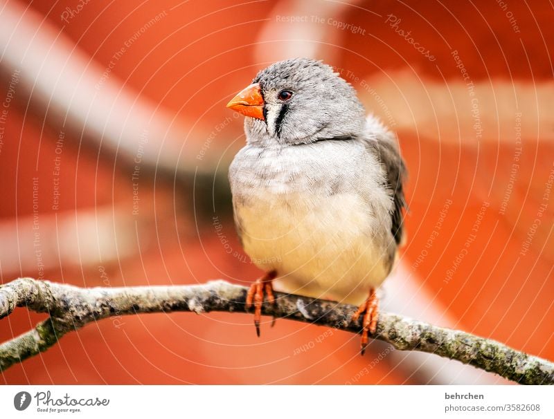 Aren't I cute?! Animal portrait blurriness Contrast Light Day Deserted pretty Bird plumage Zebra Finch Small Beak Colour photo Exceptional Exterior shot Exotic