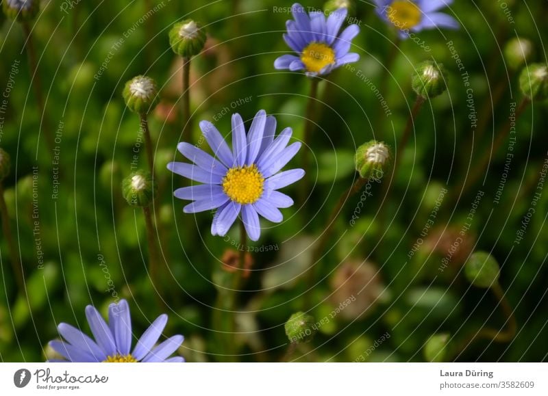 blue small daisies close up Colour colourful Blue Sweet cheerful Marguerite marguerites flowers bleed Nature spring Summer Garden natural Floral Close-up