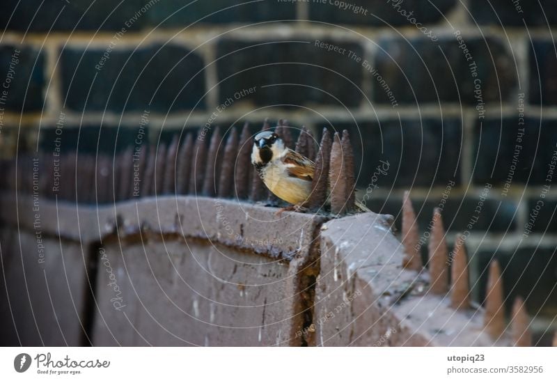 A little bird on the spiked fence Freedom boundless birds Small Sparrow Metal Border Barbed wire Barbed wire fence Wall (barrier) Fence Barrier Captured Thorny