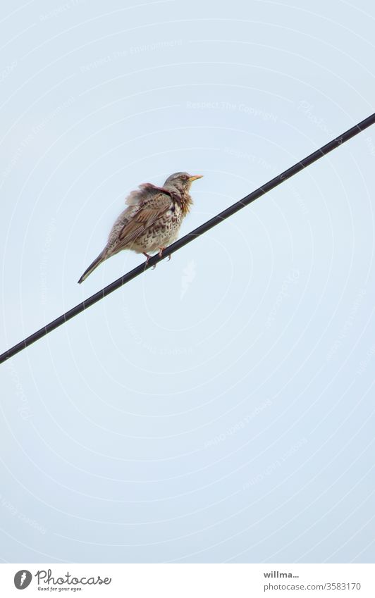 Fieldfare Blown by Storm Turdus Pilaris Disheveled windy Transmission lines Overhead line Throstle birds clear Exterior shot Colour photo