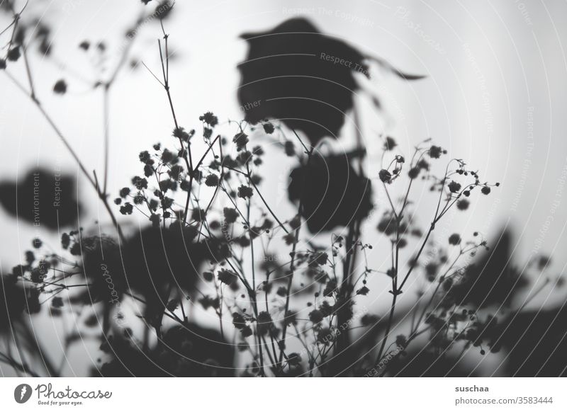 dried flowers in the shade | light and dark roses Bouquet Dried Dried flowers Light and shadow Contrast light-dark contrast Silhouette Back-light Still Life