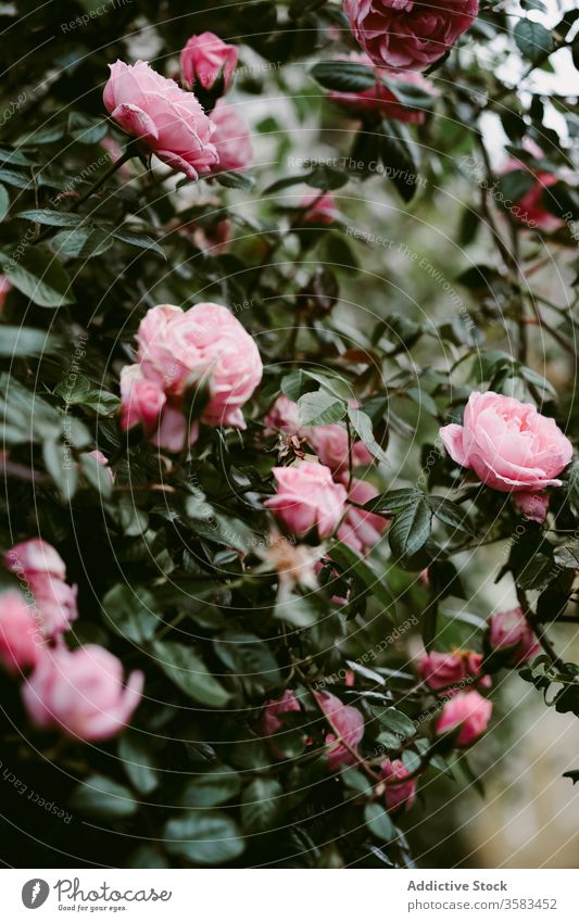 Blooming peonies growing on meadow on sunny day peony pink blossom field flower nature sunbeam petal harmony idyllic picturesque flora botany wild tender stem