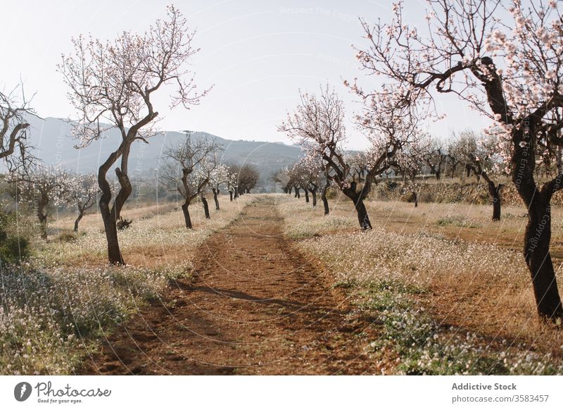 Picturesque field with blossoming trees under blue sky in summer flower nature landscape picturesque harmony idyllic scenery flora botany branch tender gentle