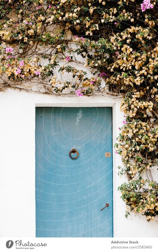 Creeping plant with blooming flowers growing on white wall door creeping overgrown branch facade decorative blossom summer quiet natural fragile petal daylight