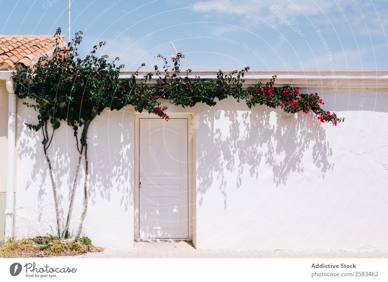 Tree with creeping branches and blooming flowers above house door tree overgrown facade decorative blossom summer blue sky quiet natural pavement daylight thin