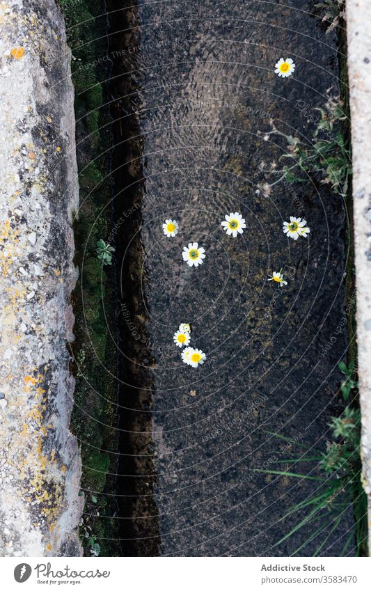 Resilient blooming flowers growing on tree trunk in daylight blossom petal resilient idyllic harmony floral delicate elastic stem beauty white fragile calm