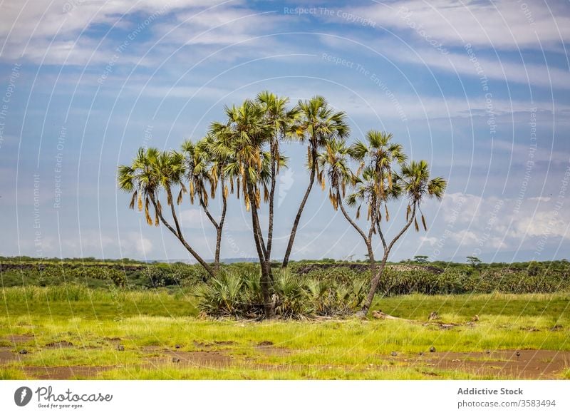 Green palms in African savanna tree grassland nature blue sky green sunny africa meadow filwoha hot springs ethiopia tropical plant doum palm growth idyllic