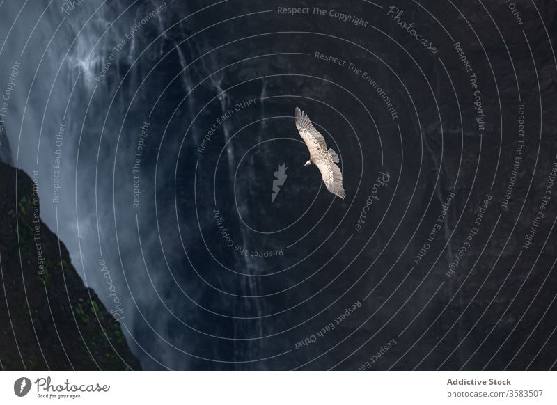 Vulture flying over majestic waterfall vulture spectacular scenery bird rocky landscape cliff wild africa jinbar ethiopia nature scenic stone stream environment