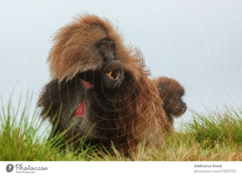 Gelada monkey grazing in green field graze eat grass gelada baboon africa wild animal fauna ethiopia creature mammal habitat sit nature meadow flora fresh