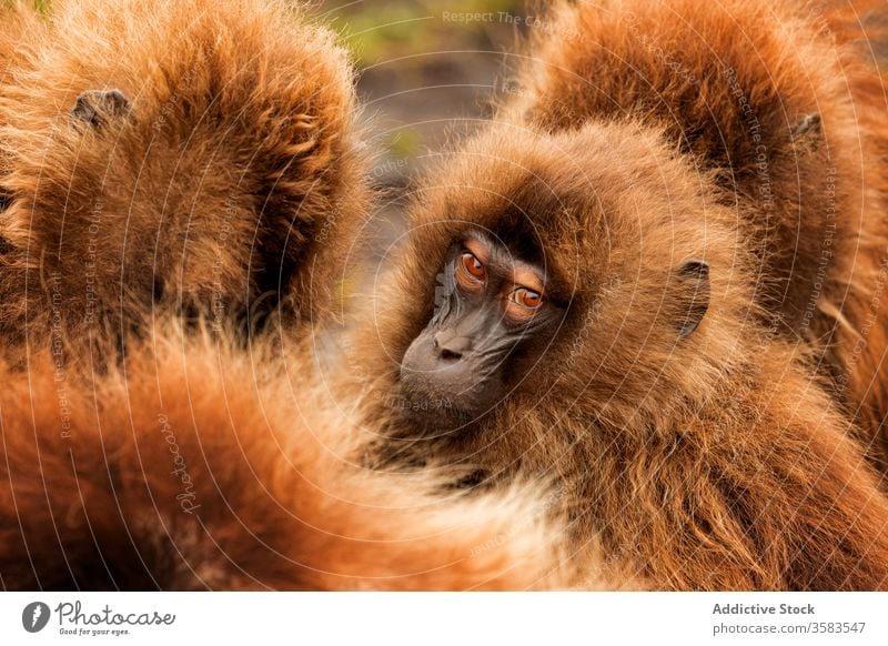 Muzzles of wild gelada monkeys muzzle group africa nature habitat fluff dense baboon crowd national park ethiopia animal fauna creature mammal primate ape