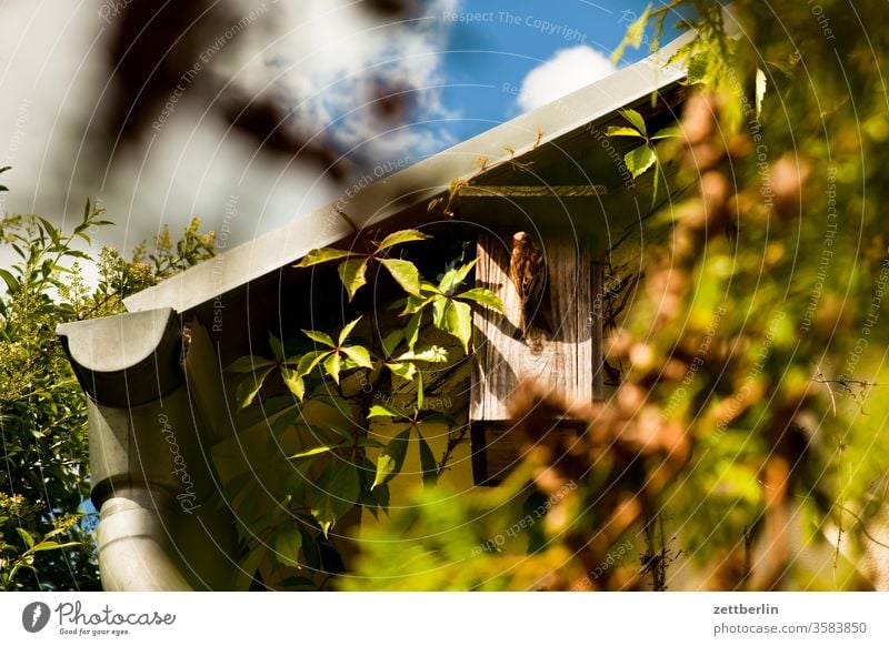 Sparrow at the nesting box sparrow observation aviary birdwatching birds Roof Nesting aid spring bird box Nesting box Garden House (Residential Structure)